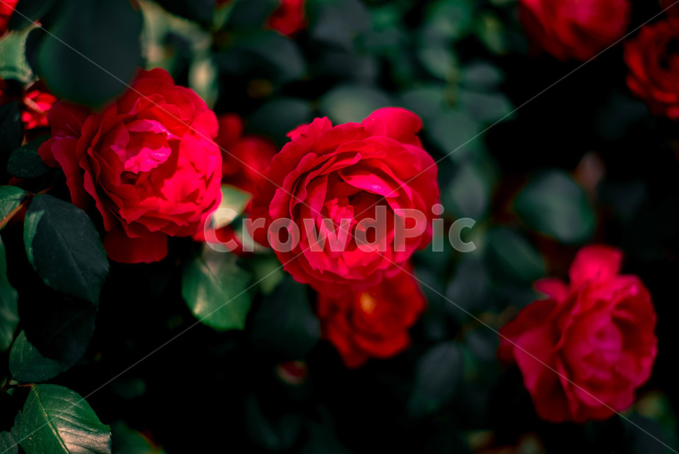 식물,꽃,장미,장미꽃,레드,식물,자연,plants,nature,꽃,flower