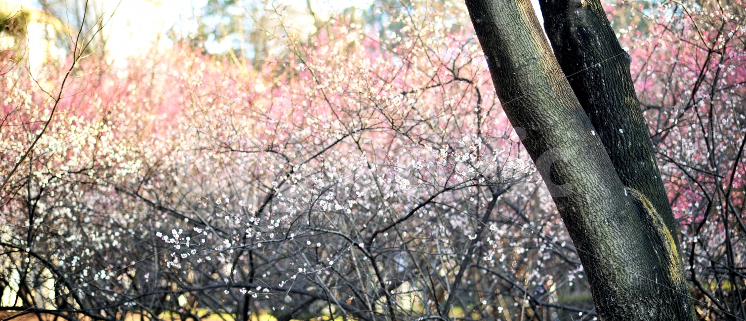 광주광역시,중외공원,홍매화,백매화,봄,꽃,블로섬,blossom,따뜻한,포근한,자연,풍경,nature,landscape,봄,계절,spring,season,plant,식물,flower