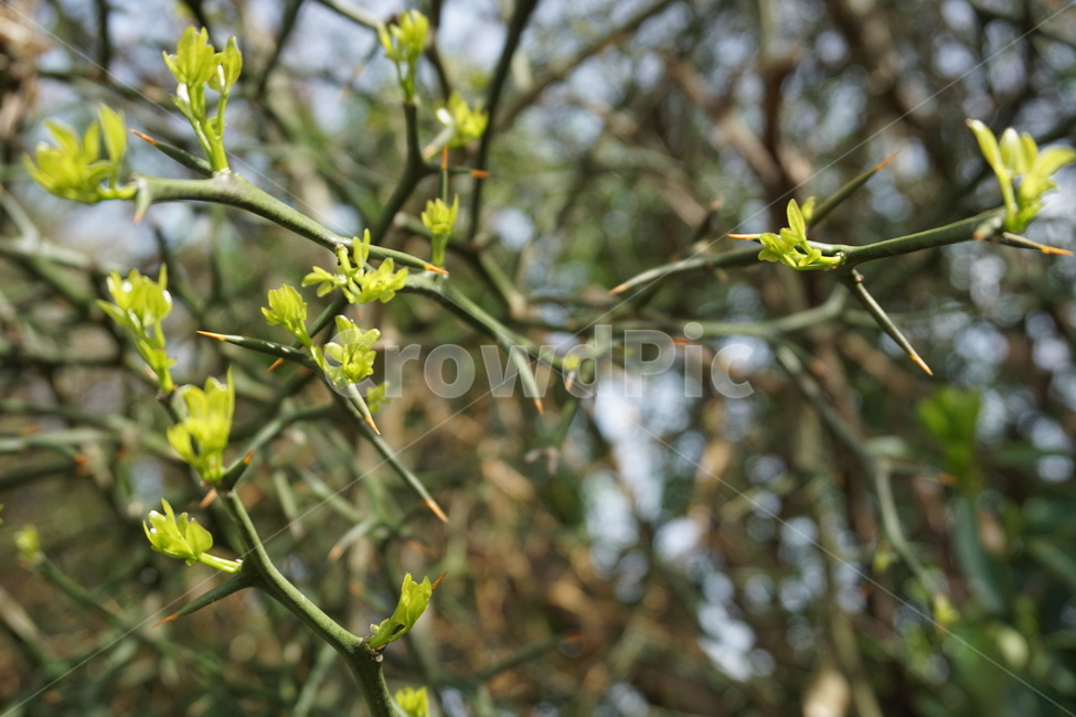 봄,4월,탱자나무,탱자나무가시,새순,녹색,연두색,가시,봄,계절,spring,season,식물,자연,plants,nature,plant,flower,꽃,blossom