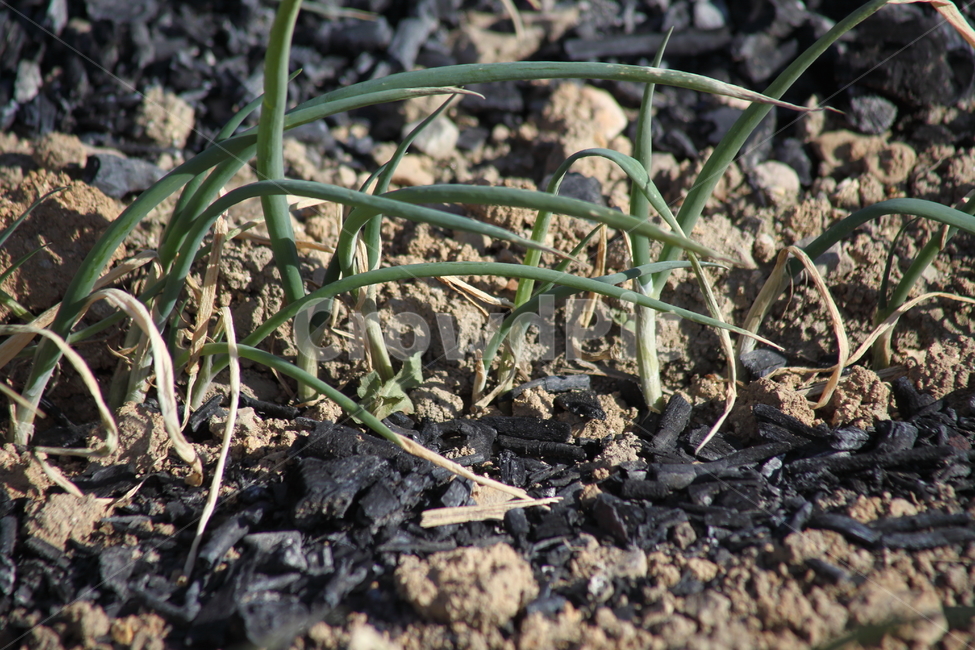 파,채소,초본식물,springonion,alliumfistulosum,식물,자연,plants,nature,채소,야채,vegetables,산업,industry,industrial,농업,농사,agriculture,farming,farming industry