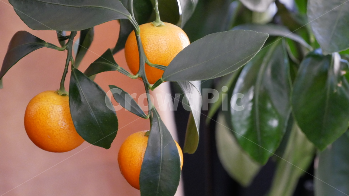 plant,식물,fruit,과일,citrusfruit,감귤류과일,낑깡,food,식품,식물,자연,plants,nature,과일,열매,fruit