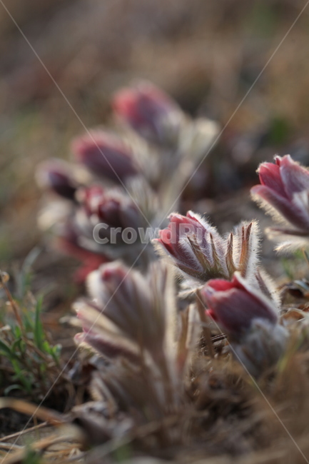 bud,싹,할미꽃,야생화,들꽃,봄,flower,꽃,plant,식물,자주꽃