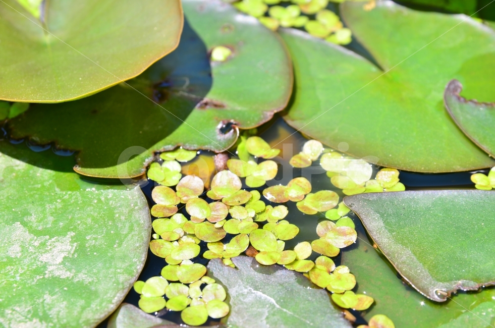 연못,개구리밥,연꽃잎,푸른연못,녹조,식물,자연,plants,nature
