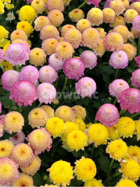 봄,식물,꽃,달리아,노란꽃,분홍꽃,blossom,plant,dahlia,flower,식물,자연,plants,nature,꽃,flower
