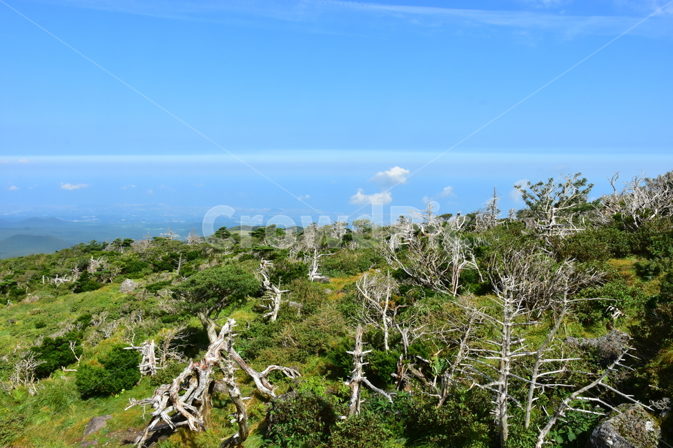 영실,한라산,제주,기암괴석,절경,자연,풍경,힐링,여름,계절,탐방,등산,season,nature,landscape,한국자연풍경,한국자연경관,korea,naturelandscape,제주도,jeju,jejuisland,자연,풍경,nature,landscape,한국자연풍경,한국자연경관,korea nature landscape,제주도,jeju,jeju island,vegetation,초목,plant,식물,outdoors,옥외