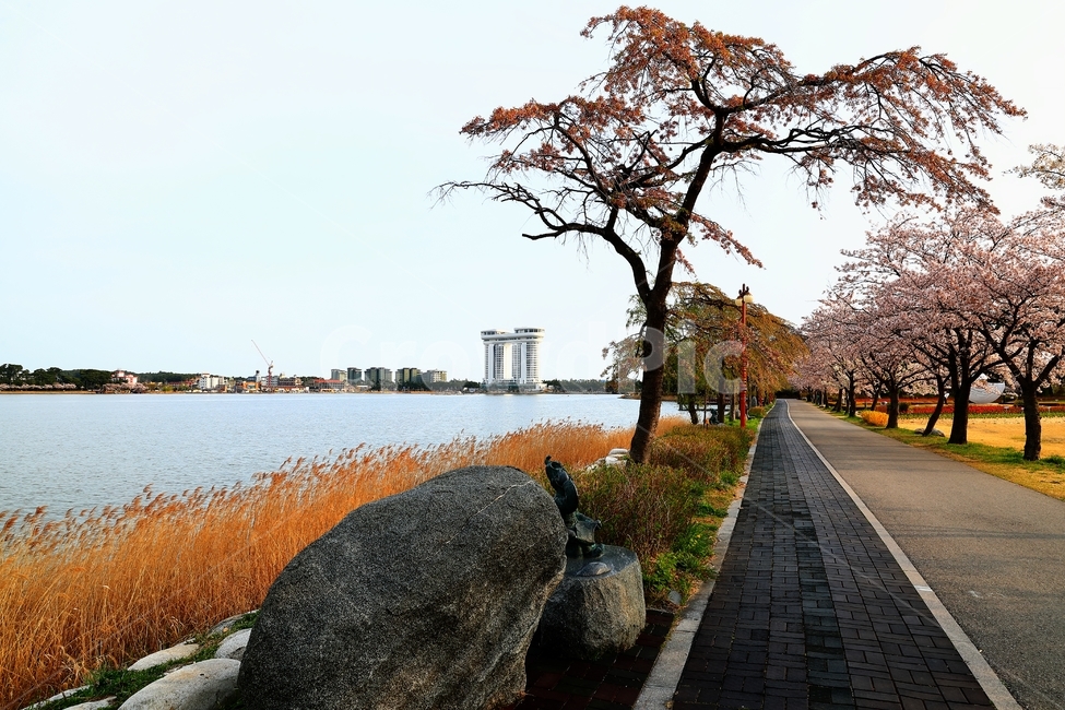벚꽃,물,꽃,길,아침,봄,호수,경포호,봄,계절,spring,season,path,통로,walkway,보도,pavement,포장,sidewalk
