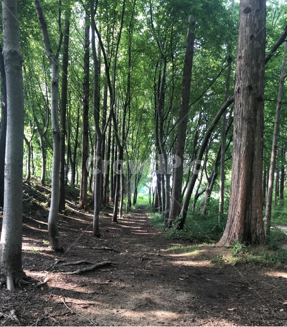 자연,경주,나무,숲,산책,흙,울창한,푸른,피톤치드,nature,자연,풍경,nature,landscape,tree,plant,식물,ground,바닥
