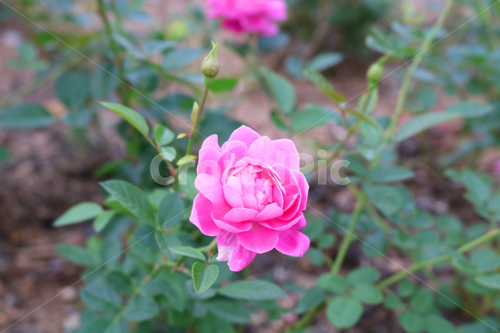장미,꽃,장미꽃,식물,덩굴식물,블루리버,자연,식물,자연,plants,nature,꽃,flower