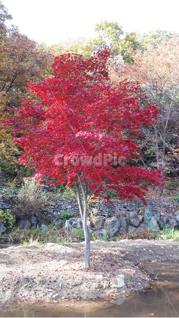 식물,나무,tree,단풍,독립,개성