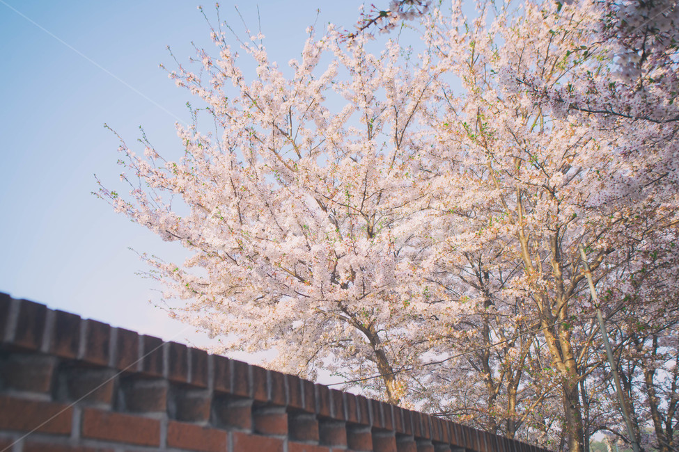 봄,계절,벚꽃,자연,풍경,봄꽃,꽃,blossom,cherryblossom,식물,plant,spring,season,nature,landscape,봄,계절,spring,season,자연,풍경,nature,landscape,outdoors,옥외