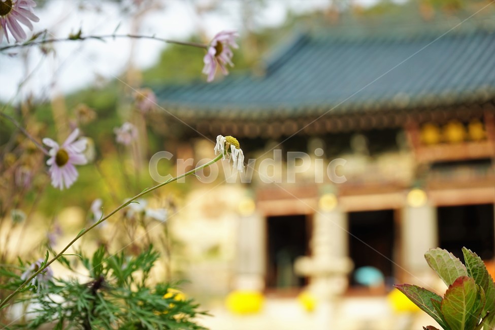 코스모스,가을,대웅전배경,자연,계절,background,temple,cosmos,flower,season,fall,autumn