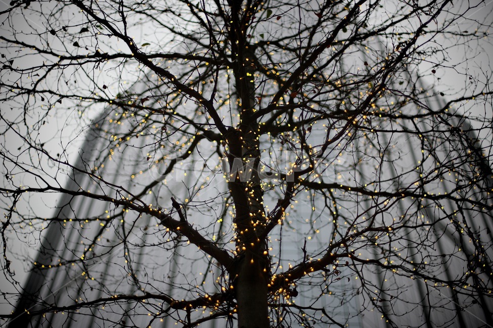 나무,불빛,tree,등,light,식물,자연,plants,nature,나무,trees,wood