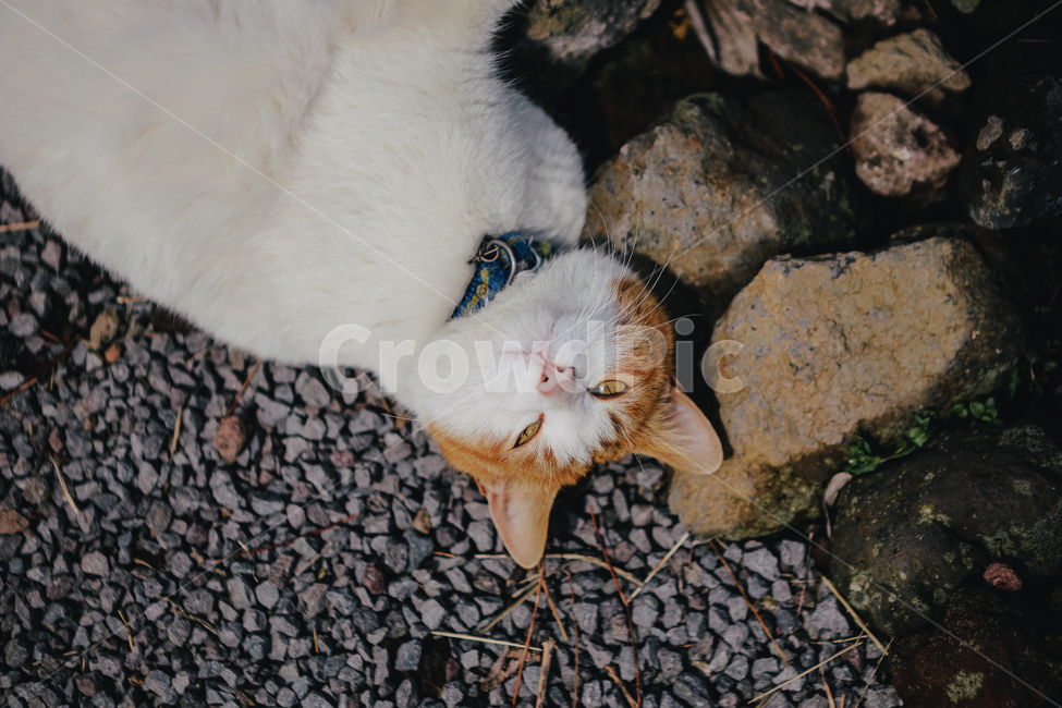 고양이,cat,나른함,애완동물,동물,눈,pet,동물,animal,포유류,mammal,고양이,cat,kitten,kitty