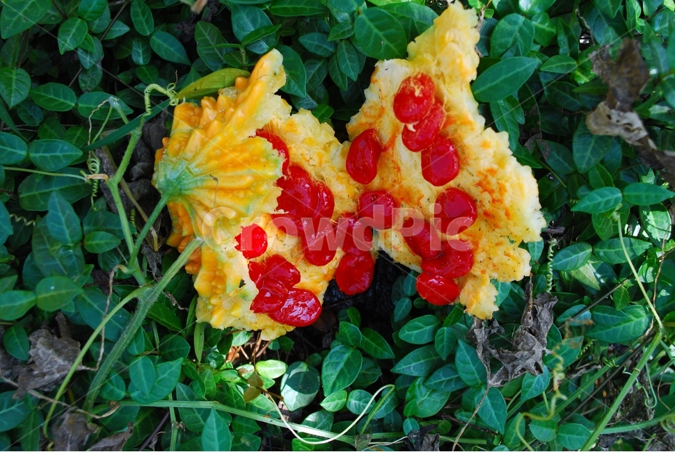 여주,약욕식물,열매,빨간열매,식물,식물,자연,plants,nature,과일,열매,fruit