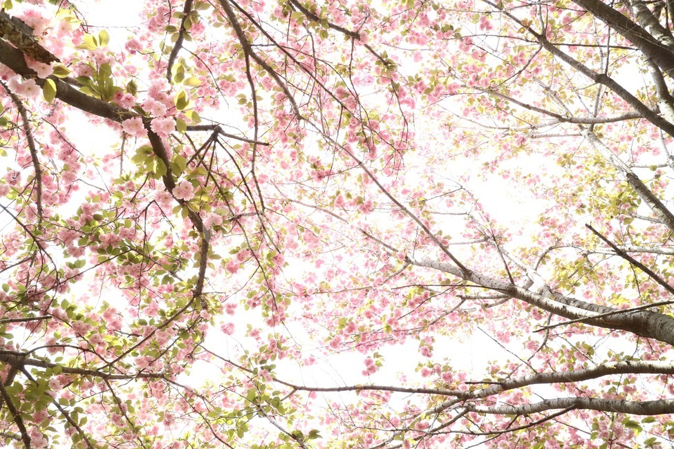 벚꽃,봄,나무,꽃,자연,봄,계절,spring,season,식물,자연,plants,nature,꽃,flower,plant,cherry blossom,blossom