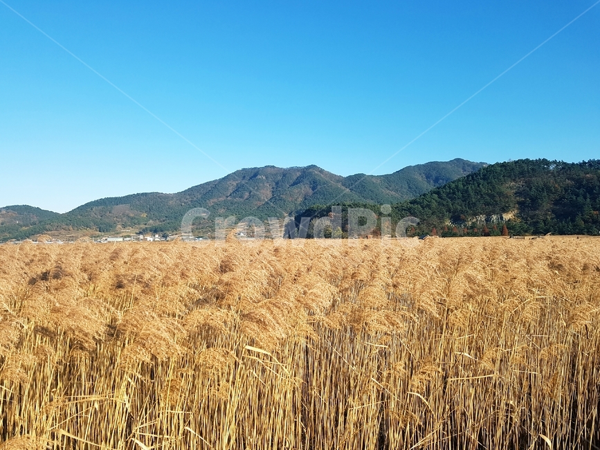 갈대밭,순천만,자연,풀,갈대,하늘,산,풍경,자연,풍경,nature,landscape,plant,식물