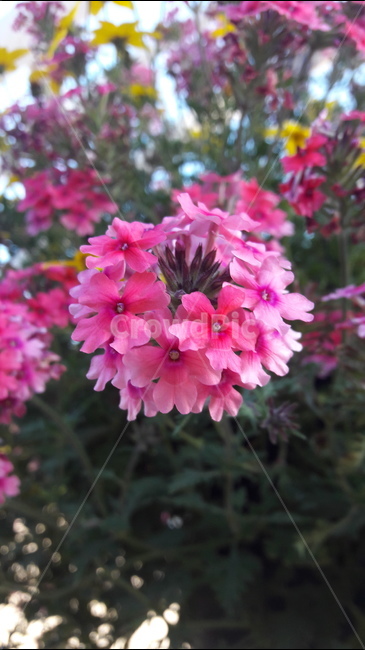 꽃,식물,자연,여름,식물원,식물,자연,plants,nature,꽃,flower