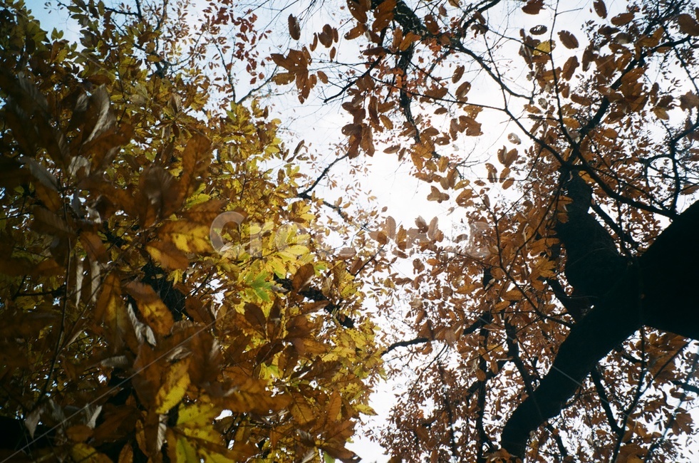 하늘,숲,낙엽,나무,필름사진,필름카메라,가을,계절,fall,autumn,season,식물,자연,plants,nature,나무,trees,wood,leaf,잎,plant,tree