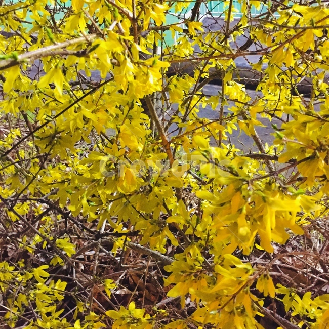 plant,식물,개나리,노란색,봄
