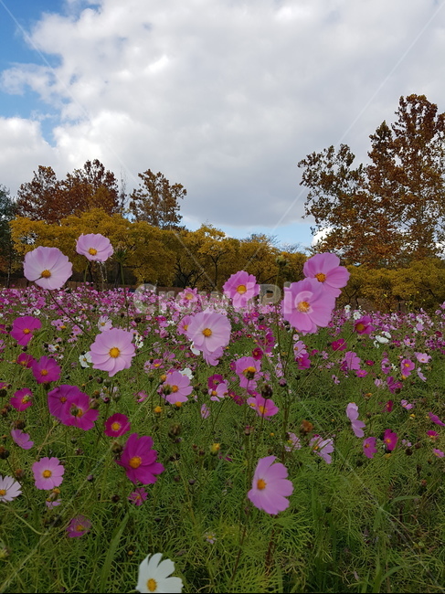 코스모스,가을,풍경,자연,꽃,식물,자연,plants,nature,꽃,flower