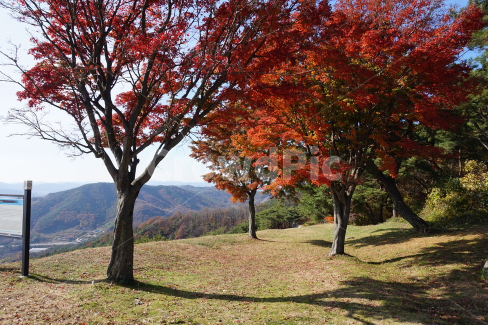 가을단풍,나무,자연,햇살,산,산정상,하늘,햇빛,그늘,단풍나무,풍경