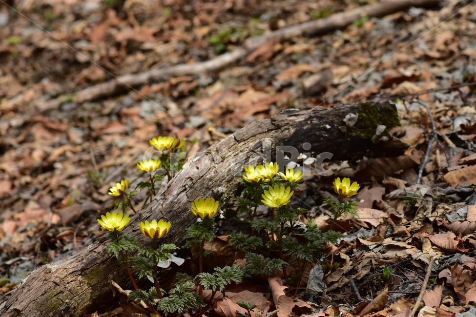 복수초,애기복수초,야생화,봄,꽃,풀꽃,자연,식물,식생,plants,nature,spring,season,flower
