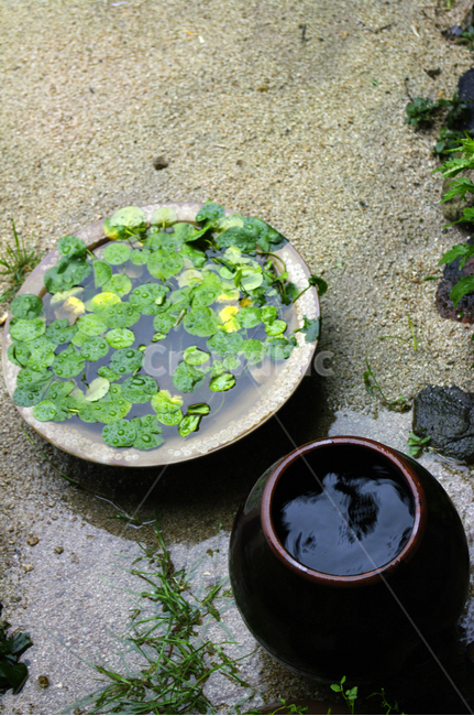 항아리,수생식물,식물,plant,물,흙,자연,풍경,nature,landscape,water,land,땅,outdoors,옥외