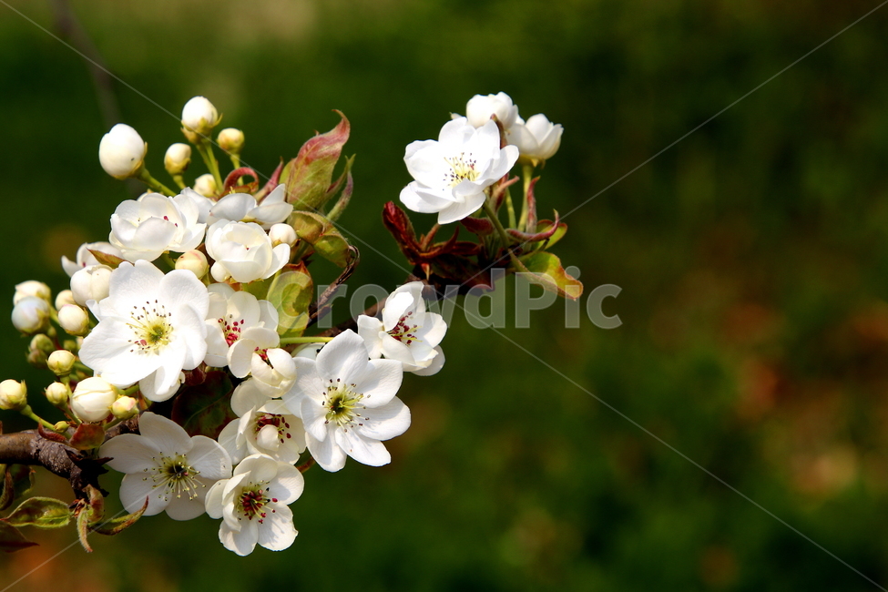 plant,식물,꽃,배꽃,나무,봄,계절