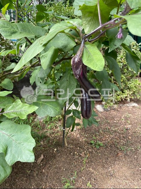 plant, 식물, 가지, 채소, 야채, 사진,이미지,일러스트,캘리그라피 - Hee j작가