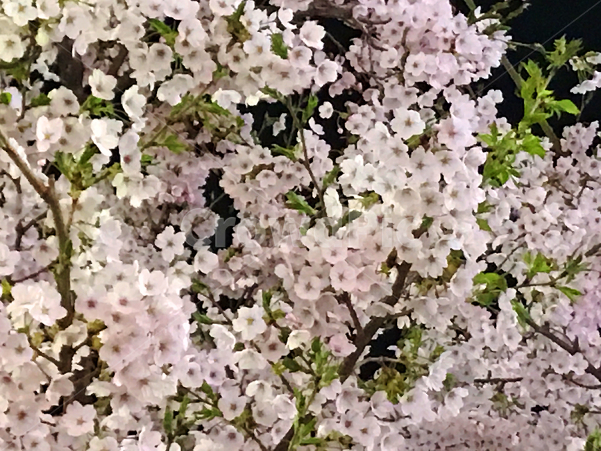 봄,벚꽃,밤,밤벚꽃,벚꽃축제,꽃놀이,나들이,꽃,봄,계절,spring,season,식물,자연,plants,nature,꽃,flower,plant,blossom