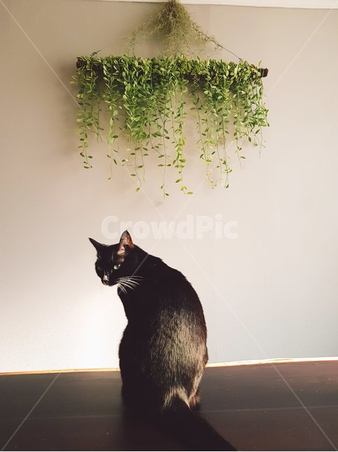 고양이,검은고양이,요염,집사,식물,동물,animal,포유류,mammal,고양이,cat,kitten,kitty