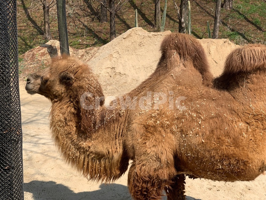 animal,동물,camel,낙타,mammal,포유류,동물원,zoo,초식동물,야생동물,wildanimal
