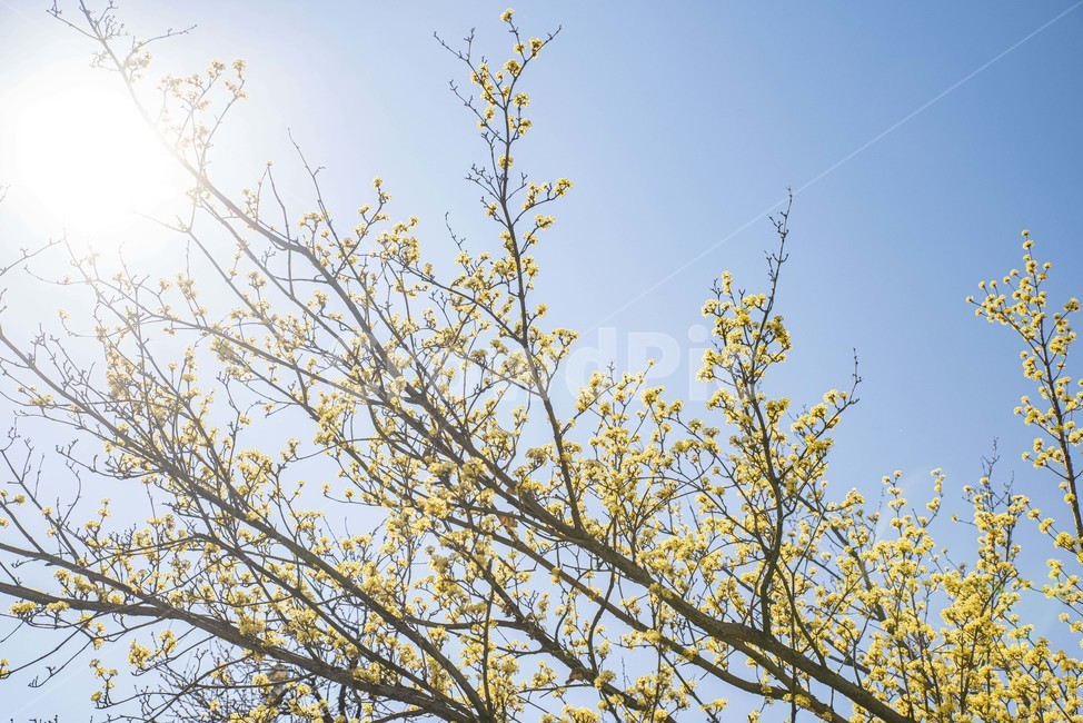 산수유,봄꽃,노랑,꽃나무,노랑꽃,plant,식물