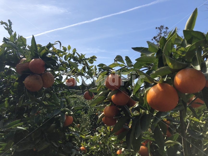 한라산,귤,제주도,plant,식물,돈내코,fruit,과일,citrusfruit,감귤류과일,주황색