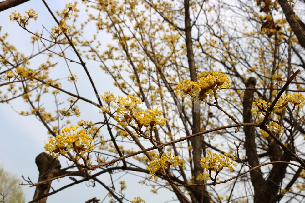 산수유,꽃,산수유꽃,나무,식물,노란꽃,노란색,노란색꽃,층층나무,꽃나무,층층나무과,낙엽수,활엽수,봄,봄꽃,계절,자연