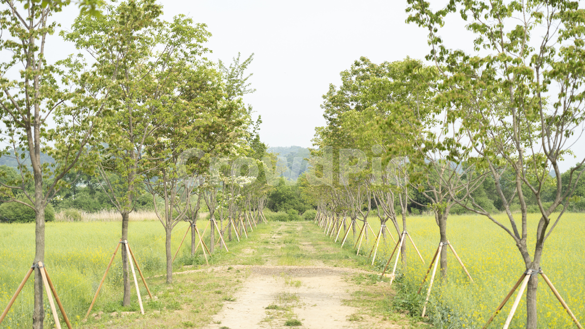 나무,풀,초록,초록색,tree,자연,묘목,길,나무길