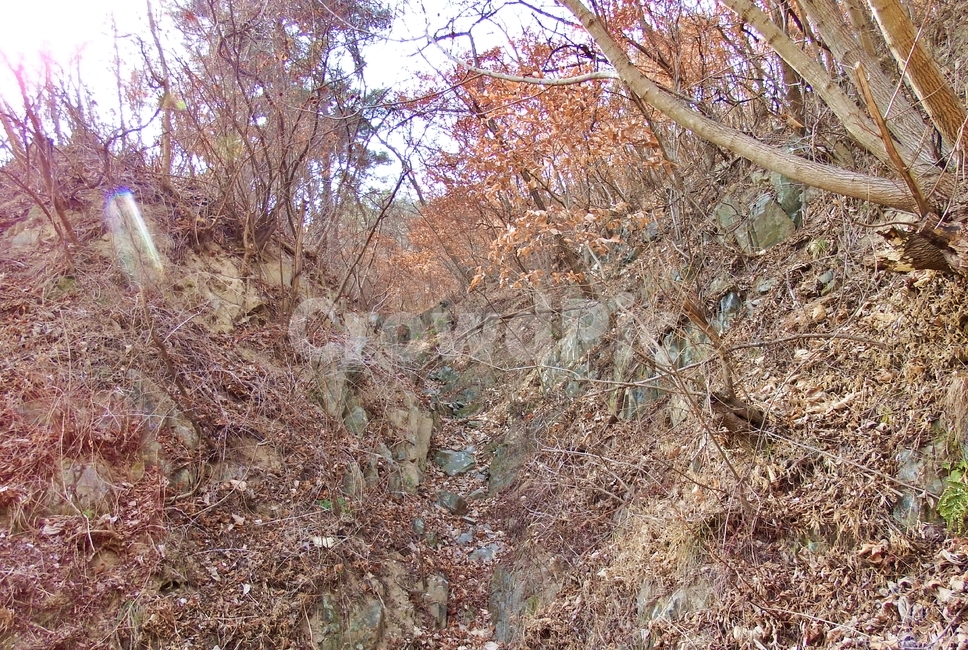 동네뒷산,뒷산,나무,산,산행,자연,풍경,nature,landscape,tree,plant,식물,ground,바닥,tree trunk,나무 줄기