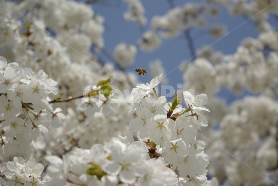 벚꽃,봄,꽃,흰벚꽃,cherryblossoms,벌,꽃과벌,bee,봄,계절,spring,season,식물,자연,plants,nature,꽃,flower,plant,blossom