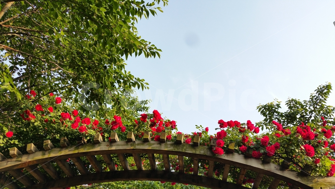 장미,장미축제,서울장미축제,서울축제,장미꽃,식물,자연,plants,nature,꽃,flower