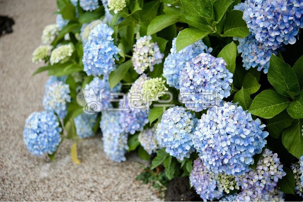 Hydrangea,summer flower,hydrangea,purple hydrangea,sky blue hydrangea,blue hydrangea,blue flower,hydrangea festival,hydrangea field,hydrangea bouquet,flower,flower,emotion,summer,nature,nature
