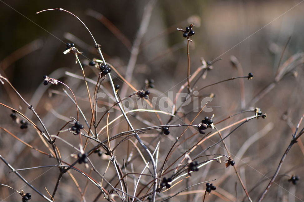 병아리꽃나무,열매,사진,식물,결실,씨앗,검은색,도감,plant,tree,nature,자연,생태,겨울,계절,나무,목본,학습,자료,study,식물,자연,plants,nature,과일,열매,fruit