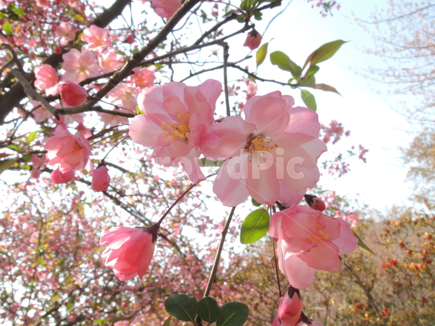 봄,벚꽃,겹벚꽃,핑크,꽃송이,그림같은,계절,자연,꽃잎,park,spring,cherryblossom,season,bloom,flower,closeup,floral,garden,petal,blossom,picturesque,sakura,pink,blooming,봄,계절,spring,season,식물,자연,plants,nature,꽃,flower,plant