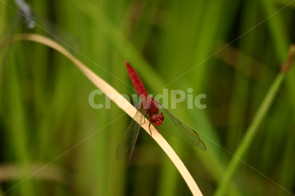 잠자리,dragonfly,곤충,insect,macro,fly,nature,green,bug,leaf,wings,closeup,animal,wildlife,damselfly,closeup,fauna,eyes,blue,summer,detail,insects,grass,garden,wing,wild,close,동물,animal,곤충,벌레,insect,bug