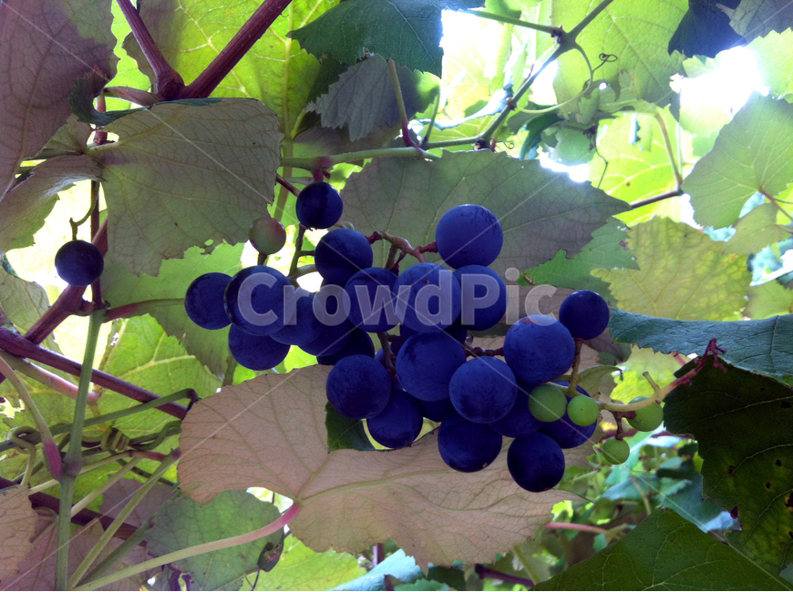 나무,포도,잎사귀,줄기,식물,plants,grape,tree,식물,자연,plants,nature,과일,열매,fruit