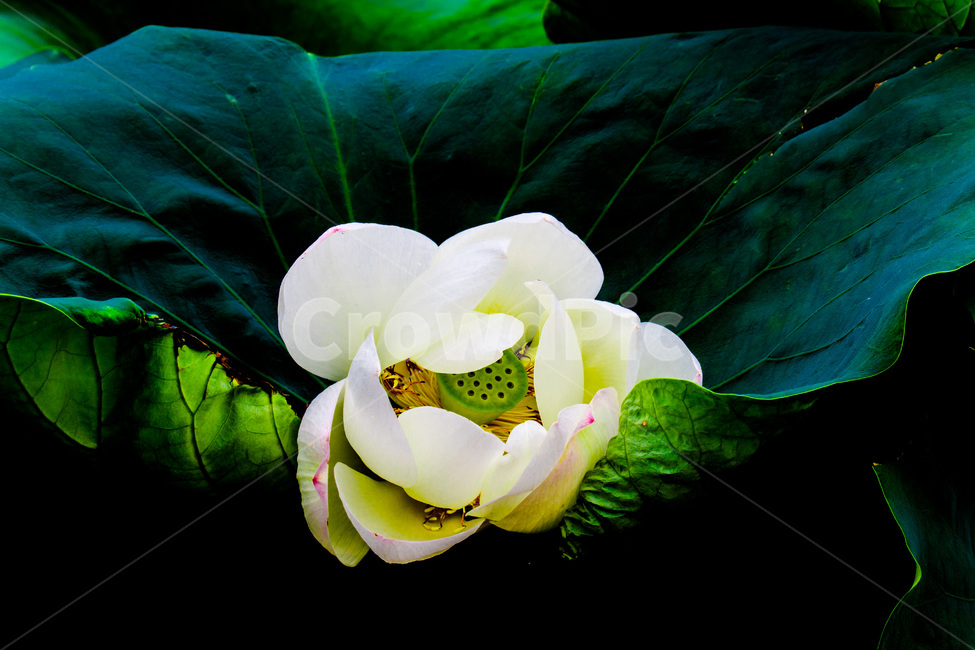 연꽃,연잎,문양,무늬,패턴,식물,자연,plants,nature,꽃,flower