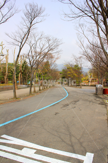 아시아,한국,서울동물원,동물원,길,도로,아스팔트,가로수,나무,나뭇가지,공원,찻길,낮,숲,자연,거리,풍경,서울대공원,실외,야외,가을,계절,fall,autumn,season,asphalt,road,freeway,고속 도로