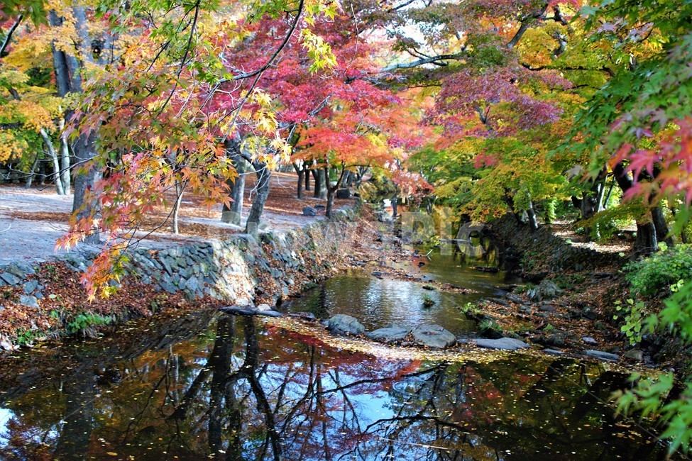 가을,단풍,낙엽,나무,자연,식물,풍경,계곡물,그림자,초록색,노랑색,붉은색,숲속,fall,autumn,nature,green,trees,red,season,자연풍경,감성,아름다움,짐검다리,길,가을,계절,fall,autumn,season,자연,풍경,nature,landscape,tree,plant,leaf,잎