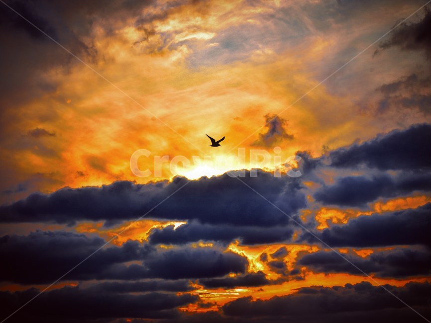 nature,노을,sunset,sky,하늘,자연,햇빛,빛,flare,플레어,갈매기,seagull,자연,풍경,nature,landscape,동물,animal,조류,새,birds