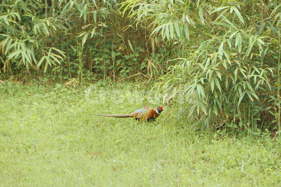 꿩,장끼,조류,새,bird,animal,plant,식물,nature,동물,animal,조류,새,birds