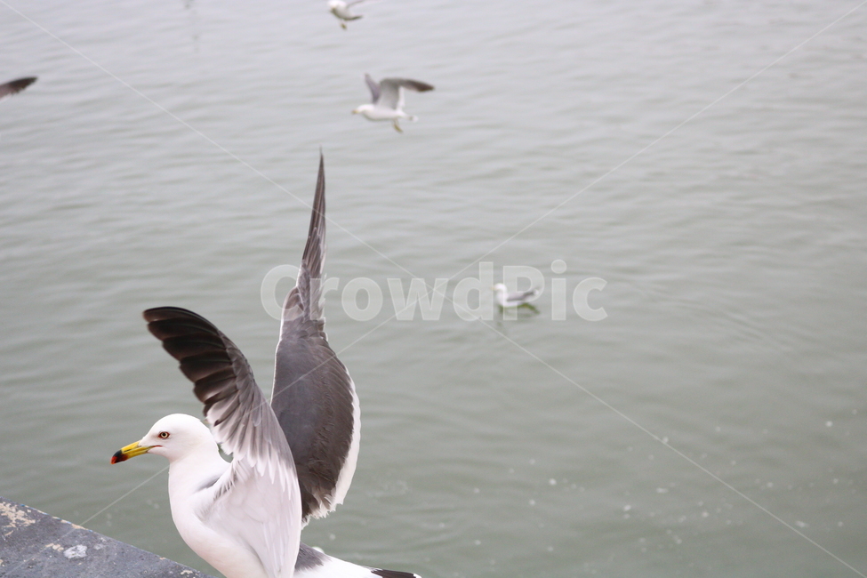 갈매기,새,조류,한강,동물,동물,animal,조류,새,birds